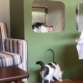 ひょこっの画像