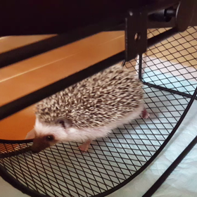 生後42日の画像