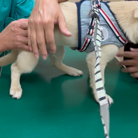 初めてのワクチンの画像