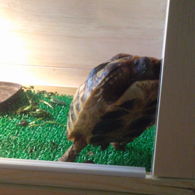 一部始終の画像