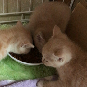 新入りちゃんモリモリの画像