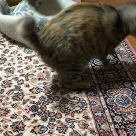 寒くてもこころちゃんは元気いっぱいの画像