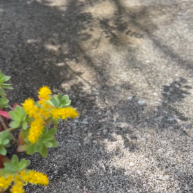 おはようございますの画像