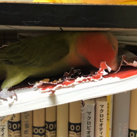 欲のない人の画像