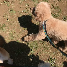 ♪お散歩動画♪代々木公園♪の画像