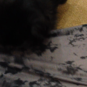 ォキ ニィ リの画像