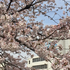 新年度が始まりましたの画像