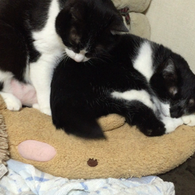 ▶︎よいしょっと！の画像