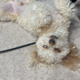 可愛すぎよの画像