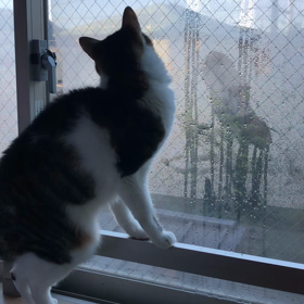 ペットサロンから犬がにげだしたの？ デールちゃんと結露！の画像