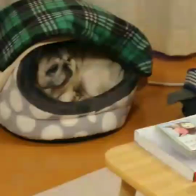 寒い日恒例のの画像