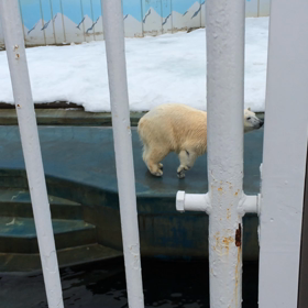 釧路動物園 みるくの画像