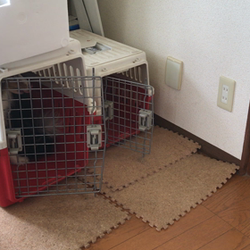 格闘技選手権の画像