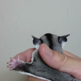 お客様リクエストの画像