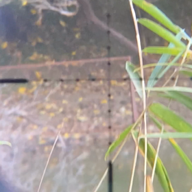 鴨猟ガイド依頼の無い日は朝活の画像