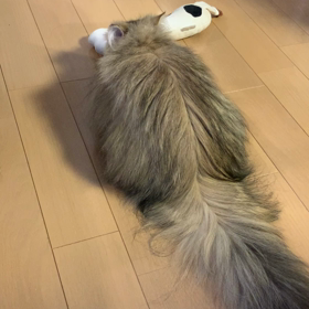むーちゃん(=^x^=)…♪の画像