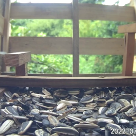 すぎぴたんの事件簿シーズン2　348話（シジ  ュウカラ、ヤマガラのご来店）の画像