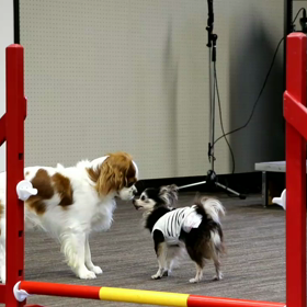 おあちょびお誘い上手でそ～？でち☆彡の画像