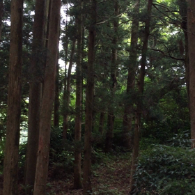 ひぐらしの画像