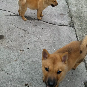 アイヌ犬の画像