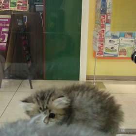 モンチビにゃんこ動画(^-^)/の画像