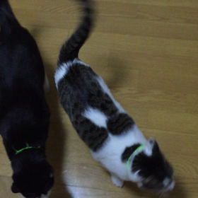 ヤツを探すの画像