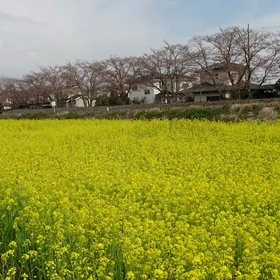 真岡鐵道 春のSLの画像