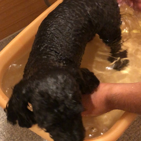 シャンプーの画像