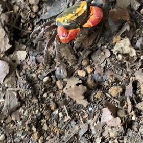 かわいいお客さんの画像