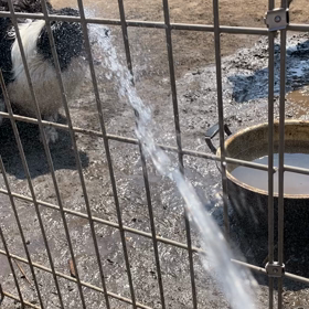 ボーダーコリーの水の飲み方　運動能力　瞬発力の画像