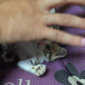 今日はボウリングの日の画像