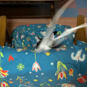 痩せるタイプと太るタイプの画像