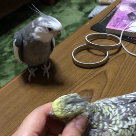 バードライフアドバイザーと幸福ペアの画像