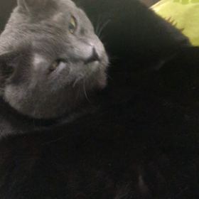 紅茶兄妹の画像