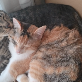 可愛くてたまらないにゃんこ～( ≧∀≦)ノの画像