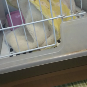 再び、あずほりほりの画像