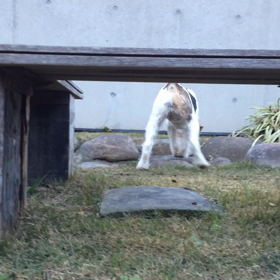 急がば、もぐれ！？の画像