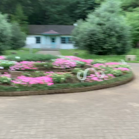 7月18日15わんこと1時間遠足  代々木公園の画像