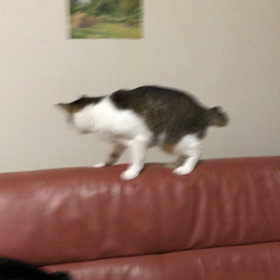 運が無いんだなぁ…ショック続きの火曜日。電池の行方。かくれんぼデール。の画像