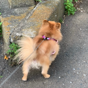 お天気のうちに〜(o^^o)の画像