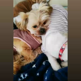 ☆ほっこり☆の画像