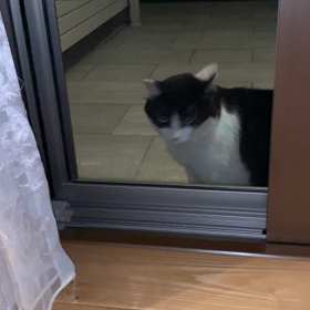 秋の夜長の虫の声の画像