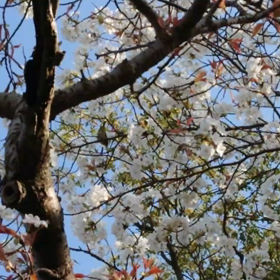 桜と小鳥と風と葉っぱと太陽と(笑)の画像