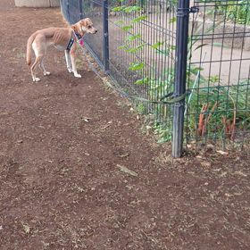 灯とドッグランの画像