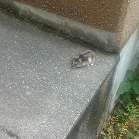 ちゃーちゃん走るの画像