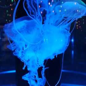 AQUA PARK (動画)の画像