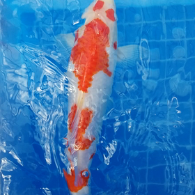 ぎざぎざの画像