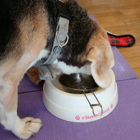 今日のびーちゃん 2/18の画像