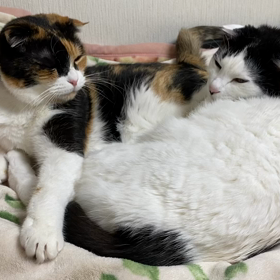 夜ふかしの画像