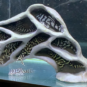 もう少しで来ます‼️の画像